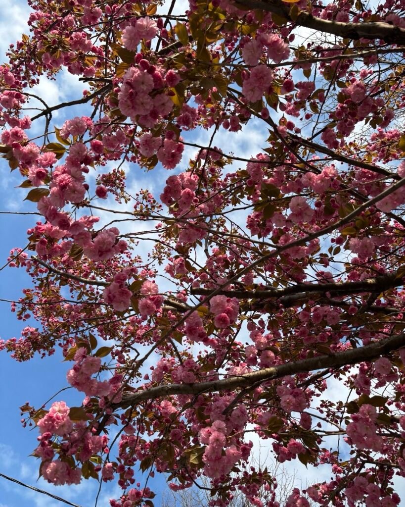 Branches of a flowering cherry tree covered in pink blossoms against a bright blue sky with scattered clouds. women’s boutique Toronto on Bayview